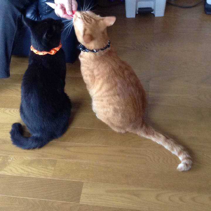 96e507b3 5a4b 4d04 bb51 e76dffa3de86 1538287254483