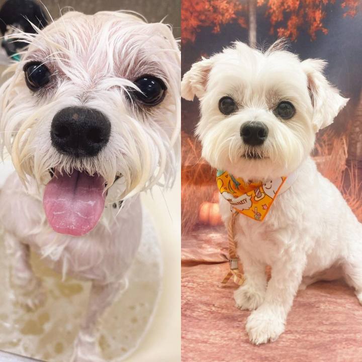 96e7834e 4656 46ad 9d7d a9d055557206 1603797238391