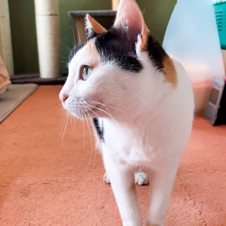 96e8edf5 2bc1 45cc 815f 30f13d46b3e5 1525791446924