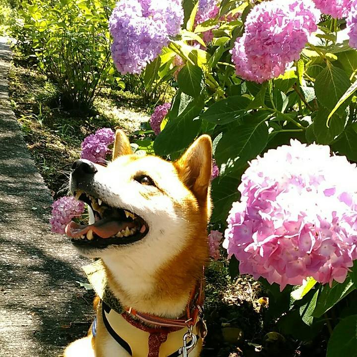 96ea6fbe 3555 4e1c bc27 997041e781c2 1527926626065