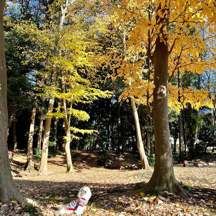 96ed41ea 7eff 4d6a 8675 d81f7af7c9fb 1671155211413