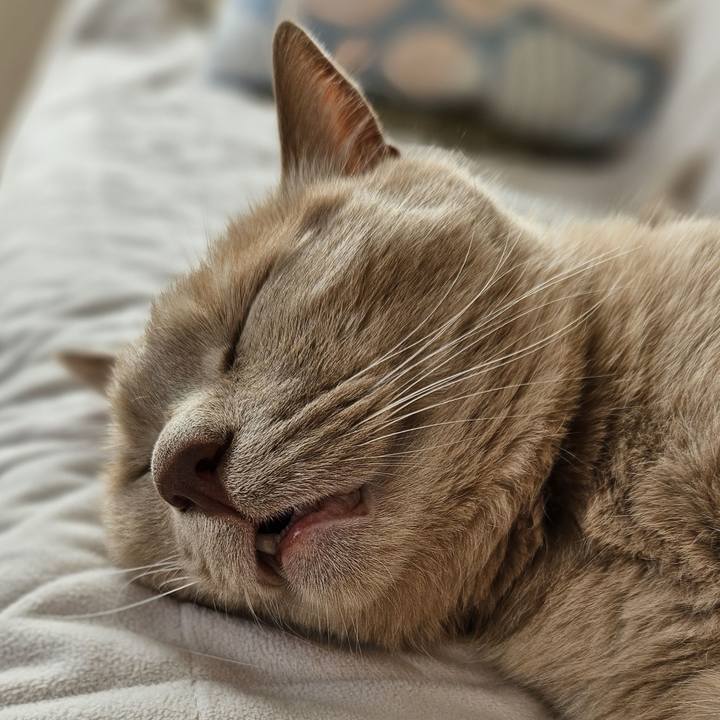 96ed560a a68c 4b65 a832 c8336921f2f7 1721454687489