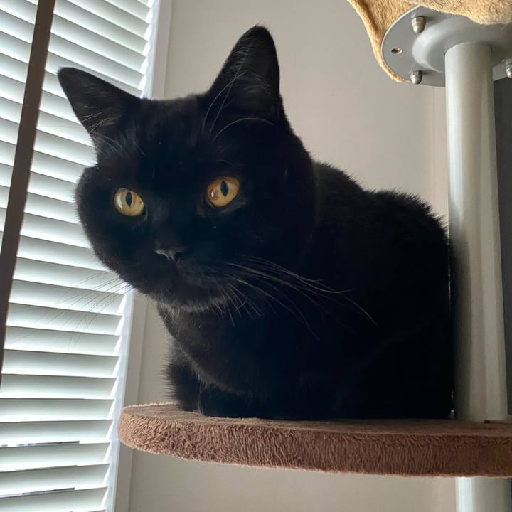 96ef2f1d d8be 406c b087 4b909734699c 1728692735259