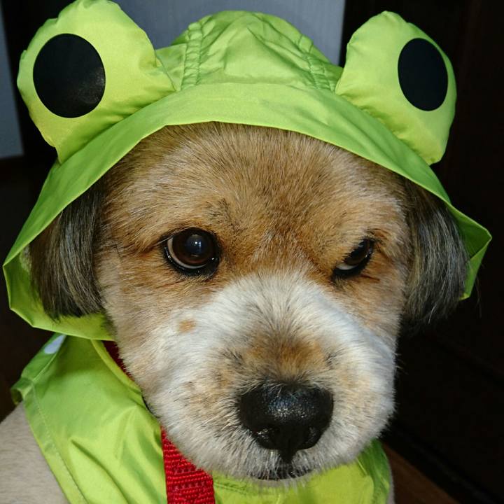 96f08692 1c4b 4cc6 b8e0 7de3fa87dc2a 1528620790715