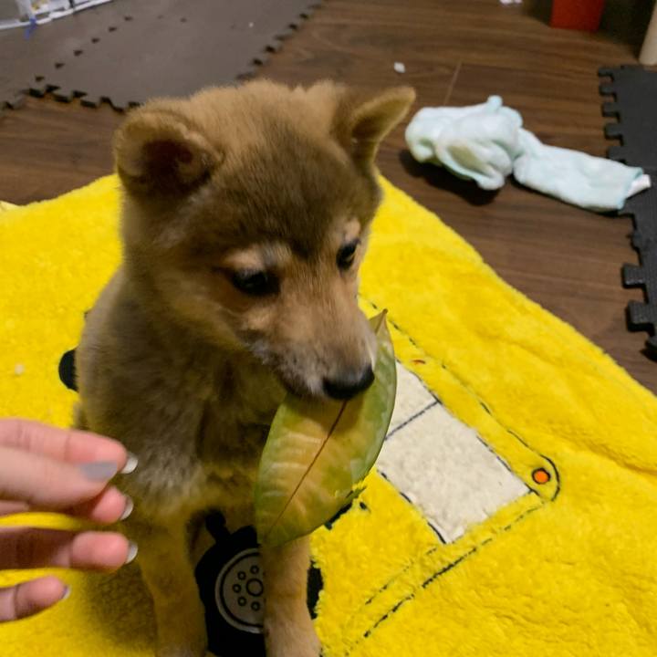 96f26537 54fe 4c05 b2ea afdb6495d913 1618313346209