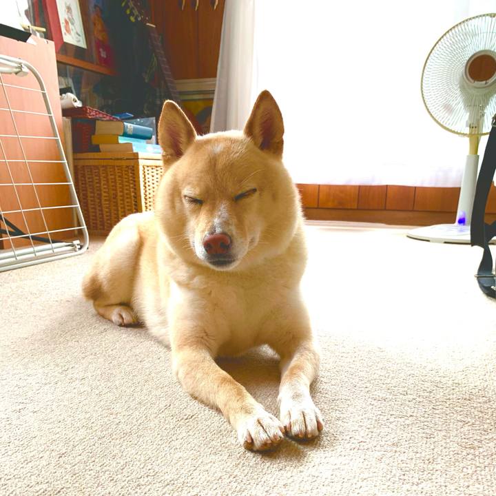 96f6384d 5334 403e 871a adf646d319ca 1625281941863