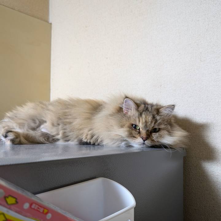 96fa9ea8 37a4 46ad af36 b7d5e5c6721f 1731193008910