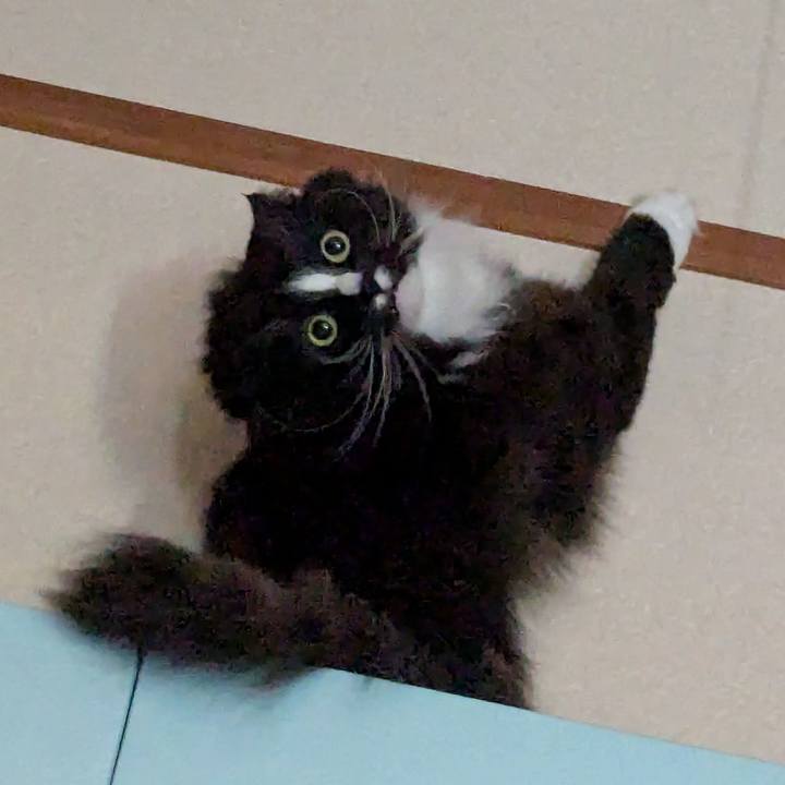 96fc8f82 cfbc 480e 9ae4 0600b3038f50 1743311724706