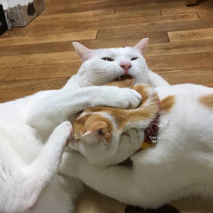 96fe2656 68df 44f4 85ae 09c0ed1f7fe7 1512727348970