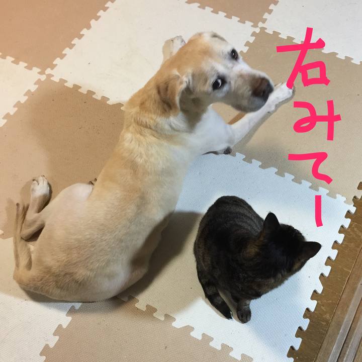 96fe41de 9ab5 4d16 a76e a1e5d387383c 1509364528295