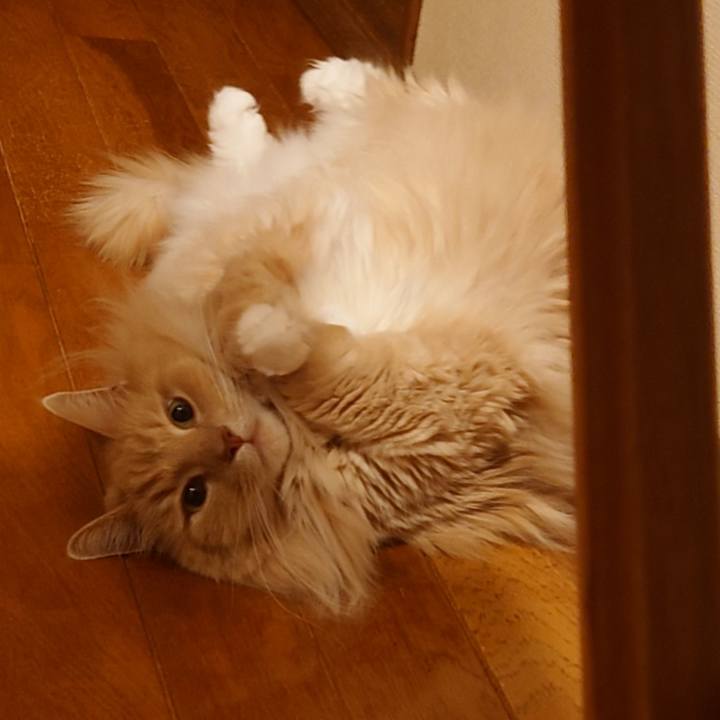 970028f8 04fa 4691 b1ff 3609f85661d9 1686237399371