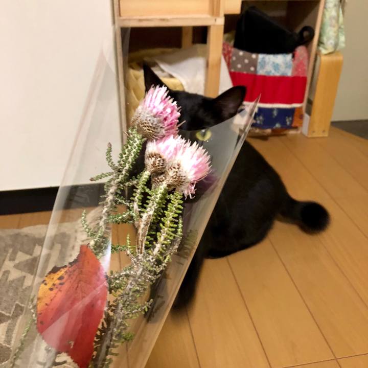 9703091f d6e3 40bf 9db8 89da42a80cf8 1541838959273