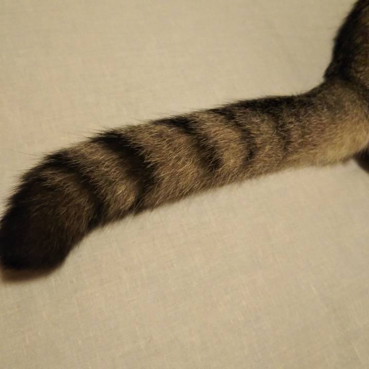 9703d00a f2ee 4d37 87a0 c6c9745d5efa 1595778308799