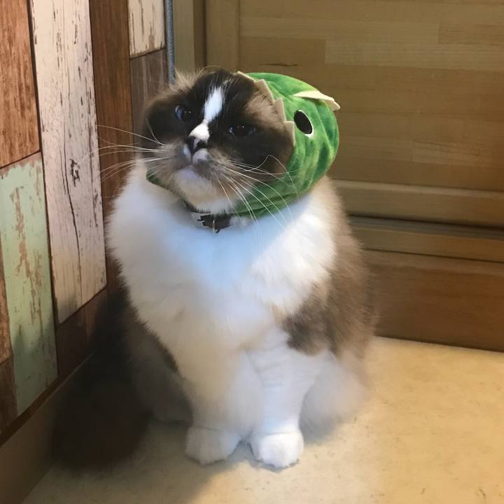 9703dfc9 cc1f 43a2 a305 d505cf2f9dae 1533594497282