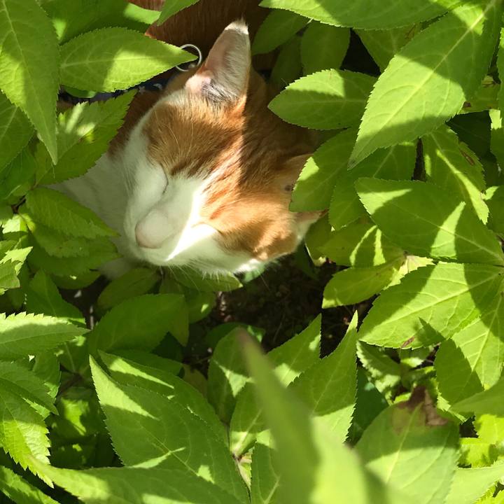 97068f0c 9a87 4b34 a384 103b5fc0fb92 1528176509721