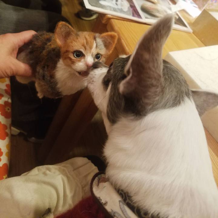 97091fe6 35a3 48d7 bc62 06079ff61bbc 1544873918217