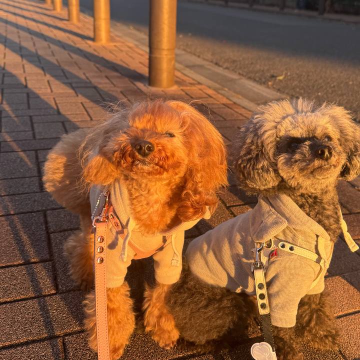 970c48fa 23c0 4d5c 8d8a b01f94883fa9 1762213546497