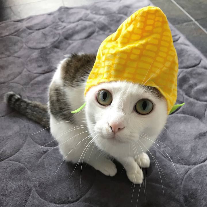 971d118c 13a3 460f 9399 d8b841f6f416 1543885258859