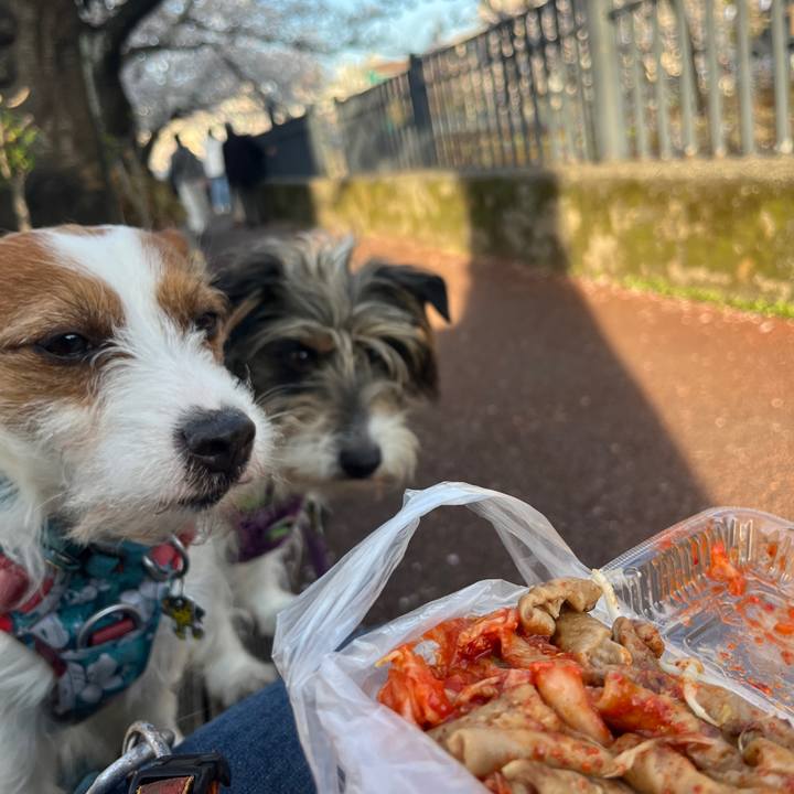 97208a4f 9ddc 4d28 9fbc c6a0716cc797 1775220128795