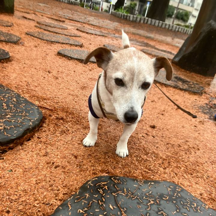 9720befc 1967 4c1c b3bf 9c24adfc0295 1765841034327