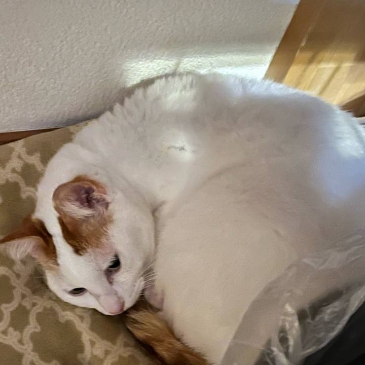 9720c1b1 bd43 408d 97f1 f5baa3607bf1 1765376514054