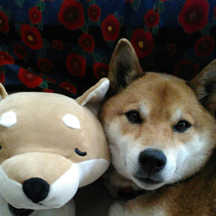 97216fa9 8df9 4cbe 99f6 0de34a8ec6a8 1521262966394