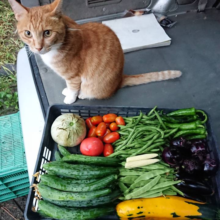 97239e7a ebdd 405c 823b f7d59701fcdc 1595843398652