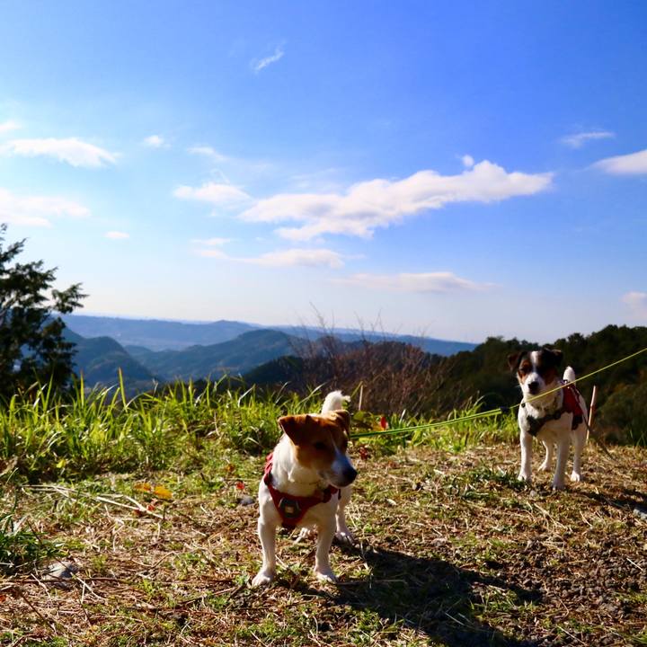 9725300a 6709 404c 9f54 c006a0f38abc 1544863697704