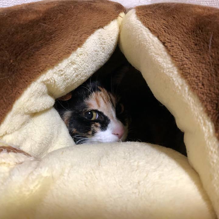 97287dd1 894a 45dc a90d c0c9b8f30c9c 1604066475856