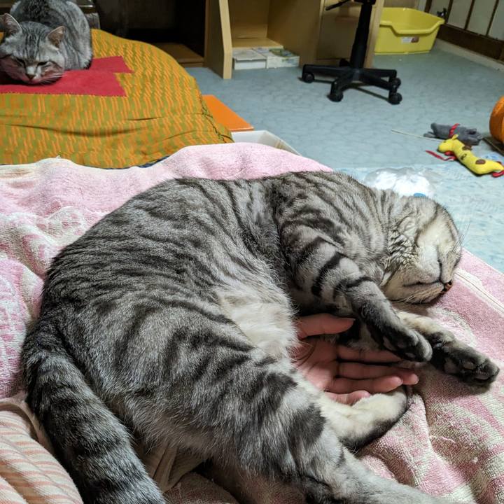 972c3329 7cd7 4031 a2c7 c34c55bb794c 1707392032299