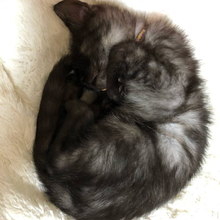 972d01ee 4368 41d9 b998 9eeb84b530f6 1606159037695