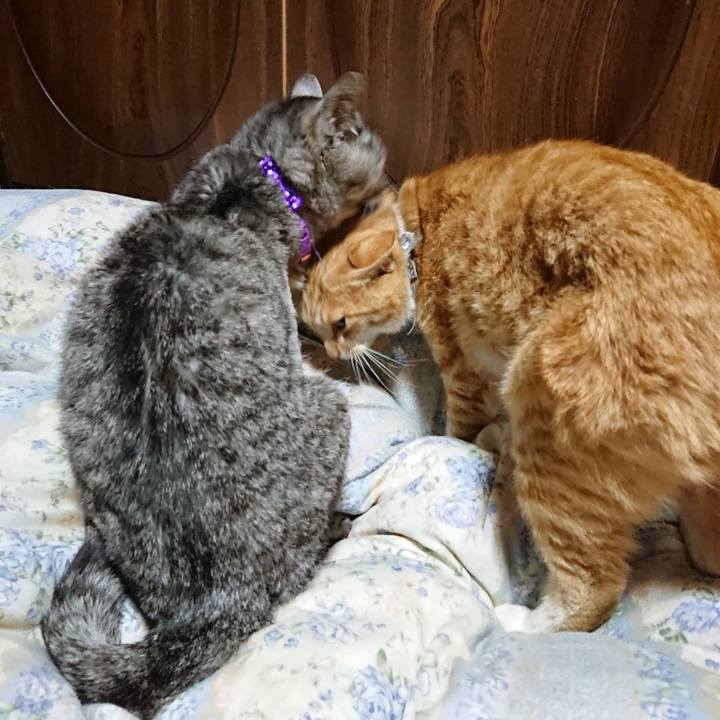 972f608b 0e41 43ec 8618 362c8c15664f 1589199037009