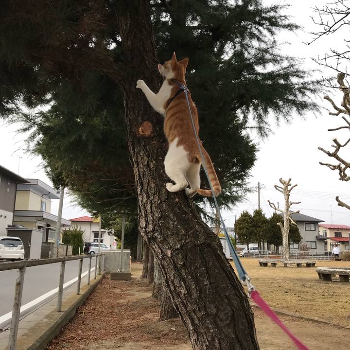 9733a7b4 8ece 4297 933b 1eaacde4482a 1513657519045