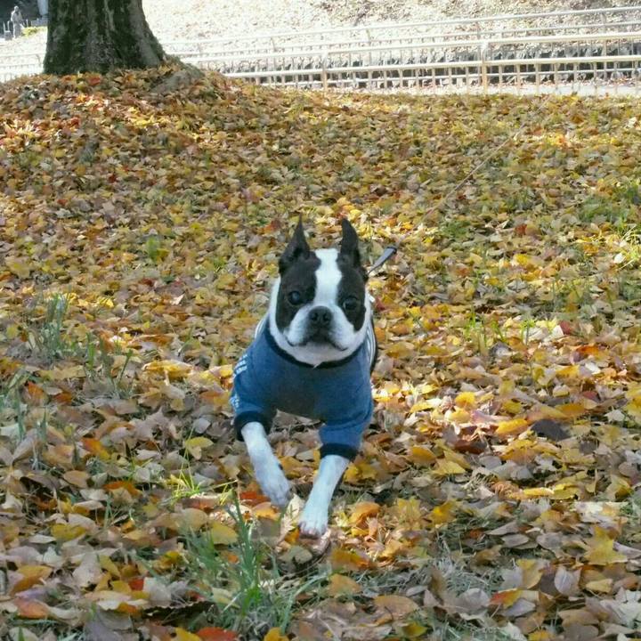 9733e9ca 2b6a 4f90 a505 3aa195a4bce2 1511875335194