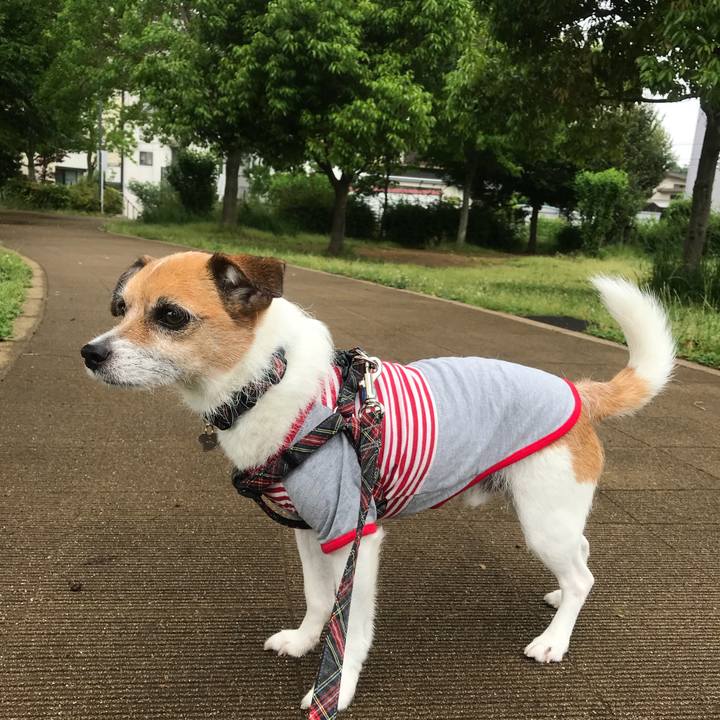 97359fd0 703e 4076 9ddf 61a1d66923ef 1526688756155