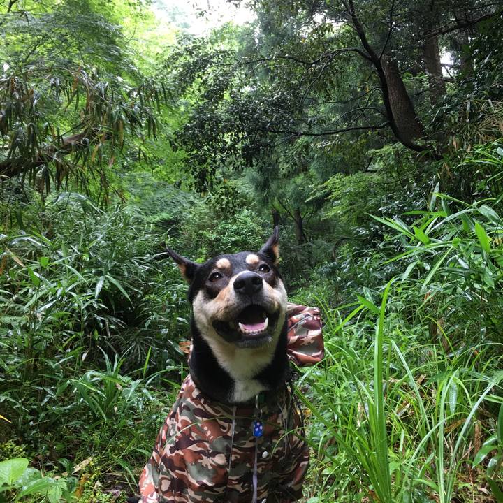 97365b9b 0e77 409d b9f3 d66575fc4a29 1529031545900