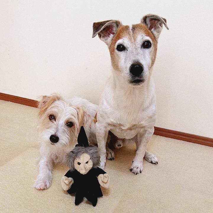 973791fa 88e2 4b91 9886 8ab6a5f36b7e 1571458782151