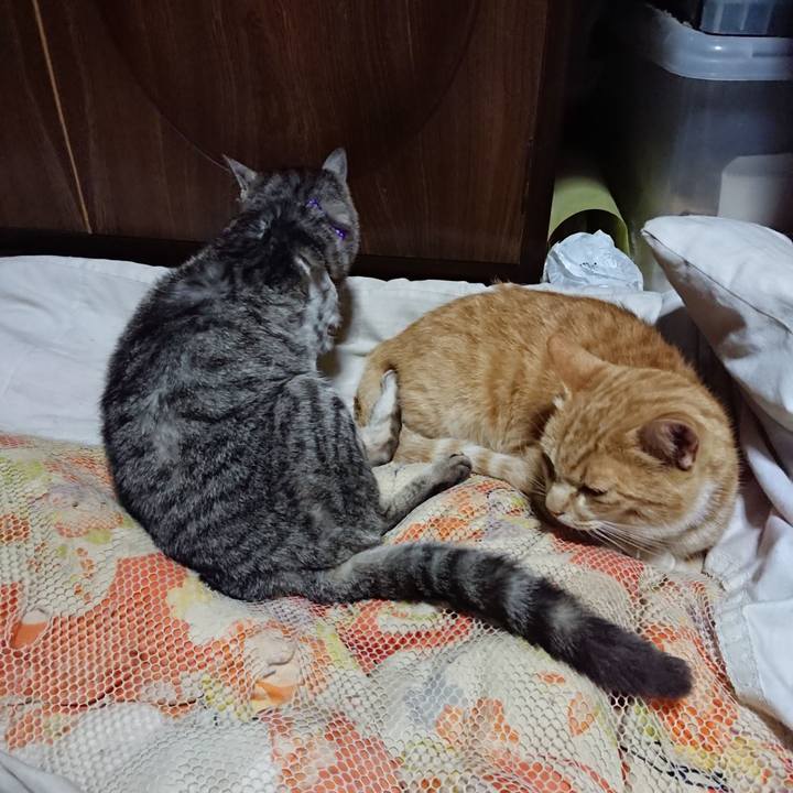 973c375e ddc4 4248 b441 284dc760d4f6 1591536312467