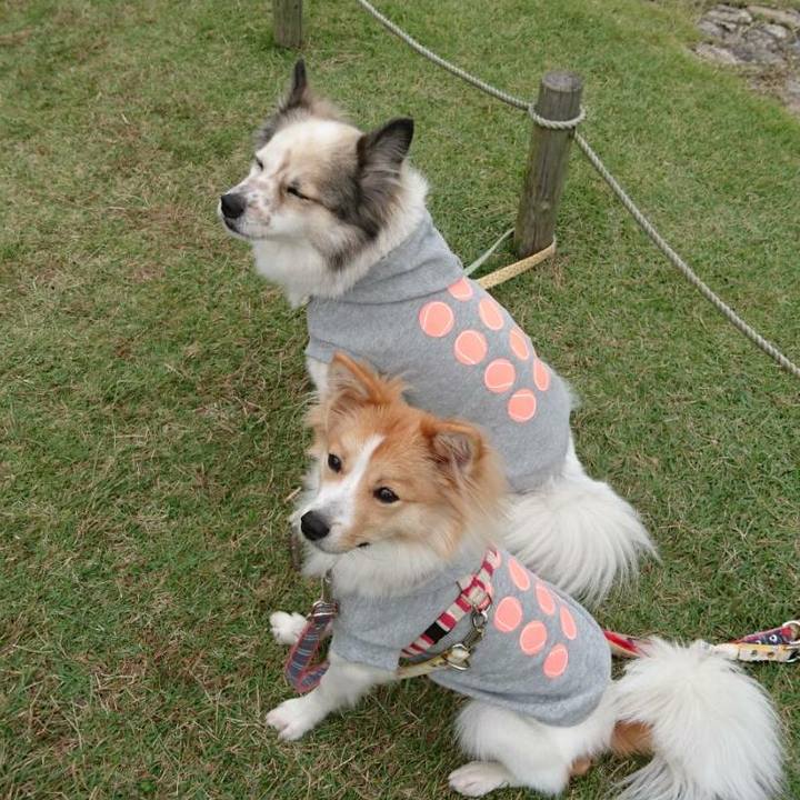 9741591a 6b2a 4151 b363 9d43a4630fa4 1508932833968