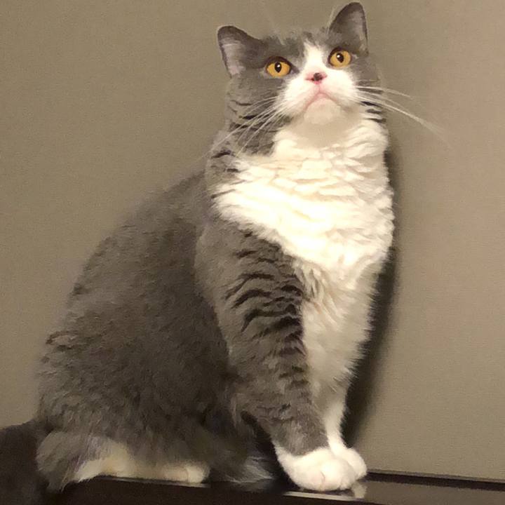 9741c98c 985c 458b a67d c3fca8a6c497 1534126463449