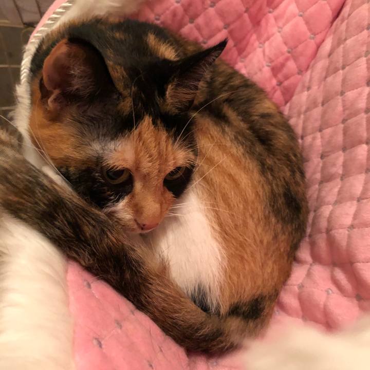 97424b21 8032 453f a64a 67c48bdf117f 1539353475852