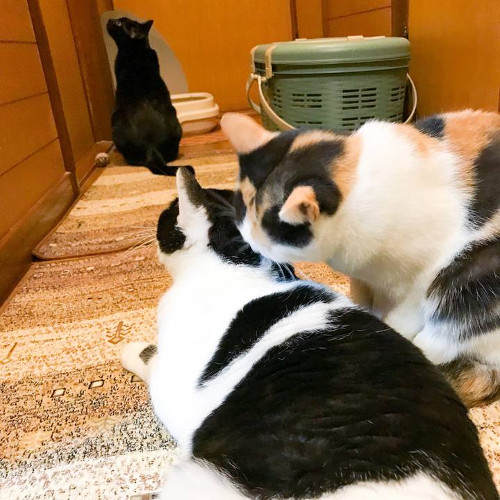 9742c1ff 221b 4e81 ac26 fd4e6ffbe5a6 1512743828682