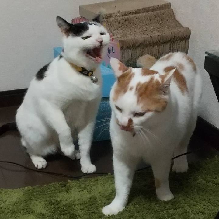 9743aa31 3856 42d8 b928 abfe684b86ed 1686894670739