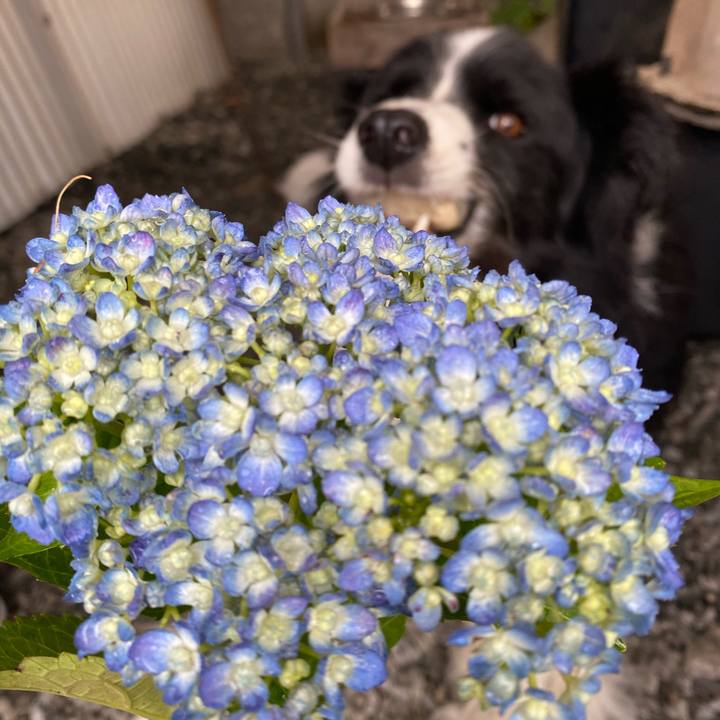 974973d4 3f26 4d99 84d9 1679dd6c78a4 1621038399515