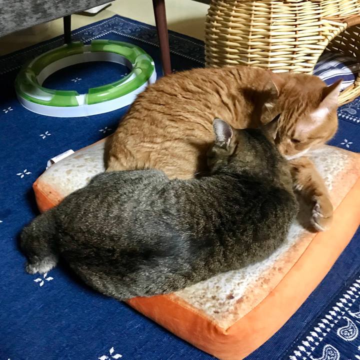 974a8bae fedb 4866 ac47 3d95f27d58f8 1527759201127