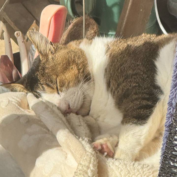 974c88e4 9b85 4801 86af c7d3ec900f26 1762265980127