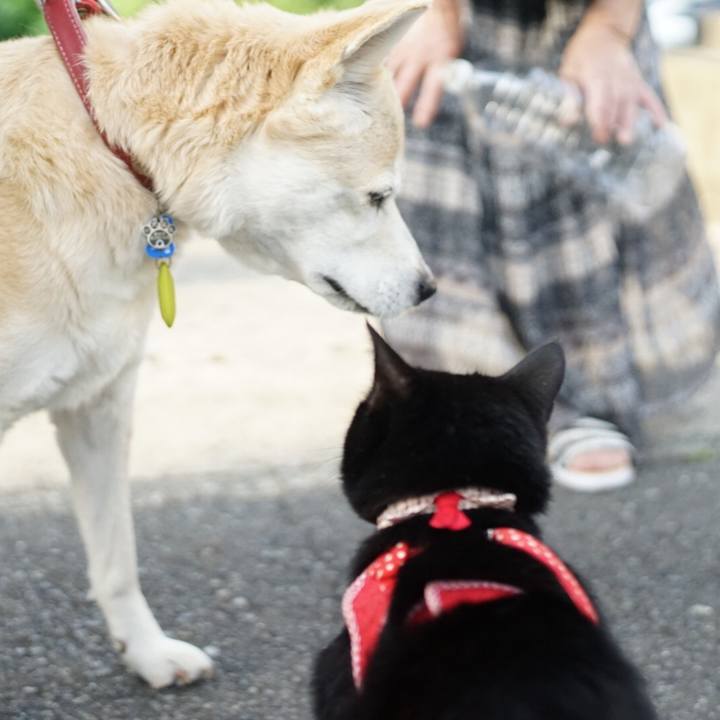 974cbc17 ade3 47f2 bd41 8e828e060444 1527424472051