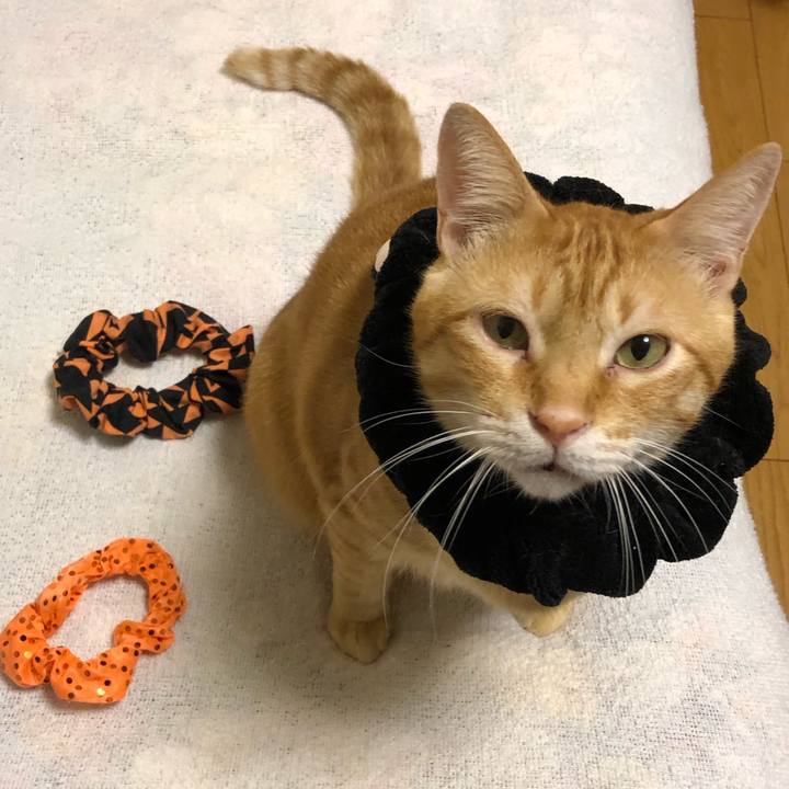 974e0206 b0cb 4f17 b961 a112dae16559 1570265027206