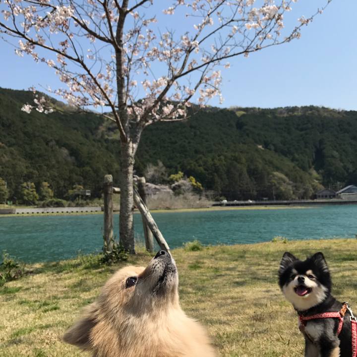 97513cd1 b4f7 4a1c a703 ca6b41e53868 1554736183944