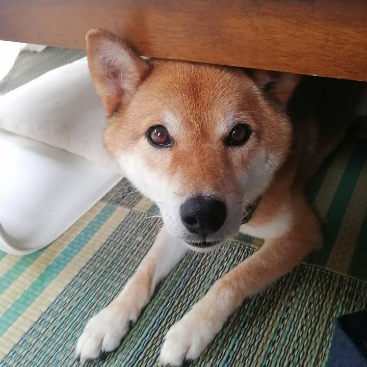 9755b0b3 54bf 4474 ae93 78b8269dab68 1594167318304